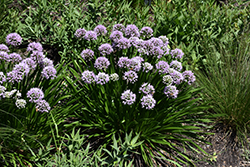 Peek-A-Boo Ornamental Onion (Allium 'MGsmmpkb13') at Sargent's Nursery