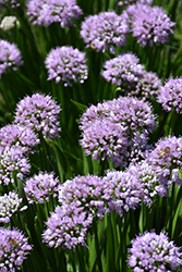 Peek-A-Boo Ornamental Onion (Allium 'MGsmmpkb13') at Sargent's Nursery