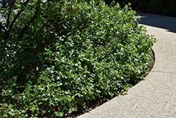 Gro-Low Fragrant Sumac (Rhus aromatica 'Gro-Low') at Sargent's Nursery