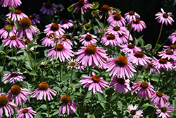 Magnus Coneflower (Echinacea purpurea 'Magnus') at Sargent's Nursery