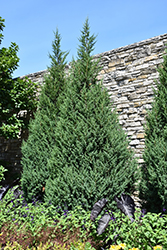 Star Power Juniper (Juniperus 'J.N. Select Blue') at Sargent's Nursery