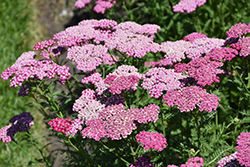 New Vintage Violet Yarrow (Achillea millefolium 'Balvinolet') at Sargent's Nursery