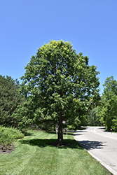 Bur Oak (Quercus macrocarpa) at Sargent's Nursery