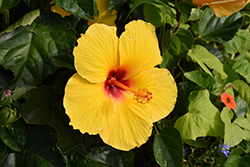 Sunny Wind Hibiscus (Hibiscus rosa-sinensis 'Sunny Wind') at Sargent's Nursery