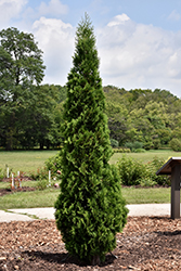 North Pole Arborvitae (Thuja occidentalis 'Art Boe') at Sargent's Nursery