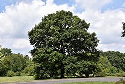 Swamp White Oak (Quercus bicolor) at Sargent's Nursery