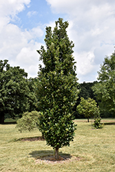 Regal Prince English Oak (Quercus 'Regal Prince') at Sargent's Nursery