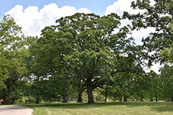 White Oak (Quercus alba) at Sargent's Nursery