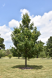 Heritage English Oak (Quercus x macdanielii 'Clemons') at Sargent's Nursery