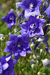 Astra Double Blue Balloon Flower (Platycodon grandiflorus 'Astra Double Blue') at Sargent's Nursery
