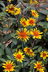 Burning Hearts False Sunflower (Heliopsis helianthoides 'Burning Hearts') at Sargent's Nursery