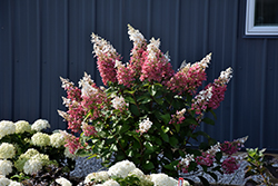 Pinky Winky Hydrangea (Hydrangea paniculata 'DVP PINKY') at Sargent's Nursery