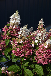 Pinky Winky Hydrangea (Hydrangea paniculata 'DVP PINKY') at Sargent's Nursery