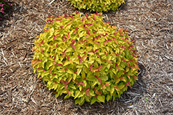 Double Play Candy Corn Spirea (Spiraea japonica 'NCSX1') at Sargent's Nursery