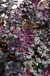 Winecraft Black Smokebush (Cotinus coggygria 'NCCO1') at Sargent's Nursery