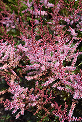 Delft Lace Astilbe (Astilbe 'Delft Lace') at Sargent's Nursery