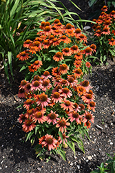 Sombrero Adobe Orange Coneflower (Echinacea 'Balsomador') at Sargent's Nursery