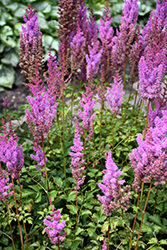 Purple Candles Astilbe (Astilbe chinensis 'Purple Candles') at Sargent's Nursery