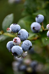 Polaris Blueberry (Vaccinium 'Polaris') at Sargent's Nursery