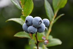 Northsky Blueberry (Vaccinium 'Northsky') at Sargent's Nursery