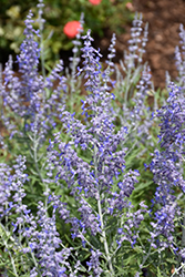Lacey Blue Russian Sage (Perovskia atriplicifolia 'Lacey Blue') at Sargent's Nursery