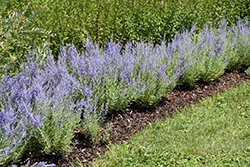Lacey Blue Russian Sage (Perovskia atriplicifolia 'Lacey Blue') at Sargent's Nursery