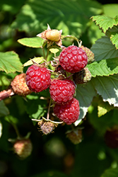 Boyne Raspberry (Rubus 'Boyne') at Sargent's Nursery