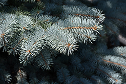 Baby Blue Blue Spruce (Picea pungens 'Baby Blue') at Sargent's Nursery