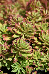 Weihenstephaner Gold Stonecrop (Sedum kamtschaticum 'Weihenstephaner Gold') at Sargent's Nursery