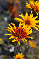 Burning Hearts False Sunflower (Heliopsis helianthoides 'Burning Hearts') at Sargent's Nursery