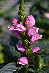 Tiny Tortuga Turtlehead (Chelone lyonii 'Tiny Tortuga') at Sargent's Nursery