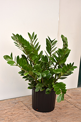 ZZ Plant (Zamioculcas zamiifolia) at Sargent's Nursery