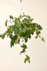 Grape Ivy (Cissus rhombifolia) at Sargent's Nursery