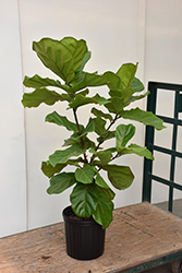 Fiddle Leaf Fig (Ficus lyrata) at Sargent's Nursery