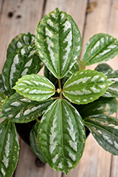 Aluminum Plant (Pilea cadierei) at Sargent's Nursery