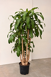 Massangeana Dracaena (Dracaena fragrans 'Massangeana') at Sargent's Nursery