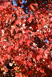 Matador Maple (Acer x freemanii 'Bailston') at Sargent's Nursery