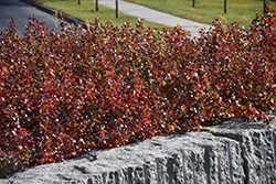 Gro-Low Fragrant Sumac (Rhus aromatica 'Gro-Low') at Sargent's Nursery