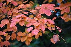 Autumn Brilliance Serviceberry (Amelanchier x grandiflora 'Autumn Brilliance') at Sargent's Nursery