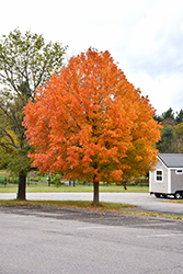 Sugar Maple (Acer saccharum) at Sargent's Nursery