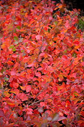 Gro-Low Fragrant Sumac (Rhus aromatica 'Gro-Low') at Sargent's Nursery