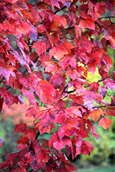 Red Maple (Acer rubrum) at Sargent's Nursery