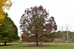 White Oak (Quercus alba) at Sargent's Nursery