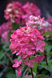 Fire Light Hydrangea (tree form) (Hydrangea paniculata 'SMHPFL') at Sargent's Nursery