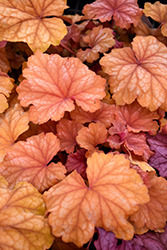 Champagne Coral Bells (Heuchera 'Champagne') at Sargent's Nursery