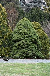 Dwarf Alberta Spruce (Picea glauca 'Conica') at Sargent's Nursery