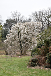 Merrill Magnolia (Magnolia x loebneri 'Merrill') at Sargent's Nursery