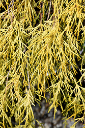 King's Gold Falsecypress (Chamaecyparis pisifera 'King's Gold') at Sargent's Nursery