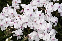 Amazing Grace Moss Phlox (Phlox subulata 'Amazing Grace') at Sargent's Nursery