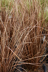 Red Rooster Sedge (Carex buchananii 'Red Rooster') at Sargent's Nursery